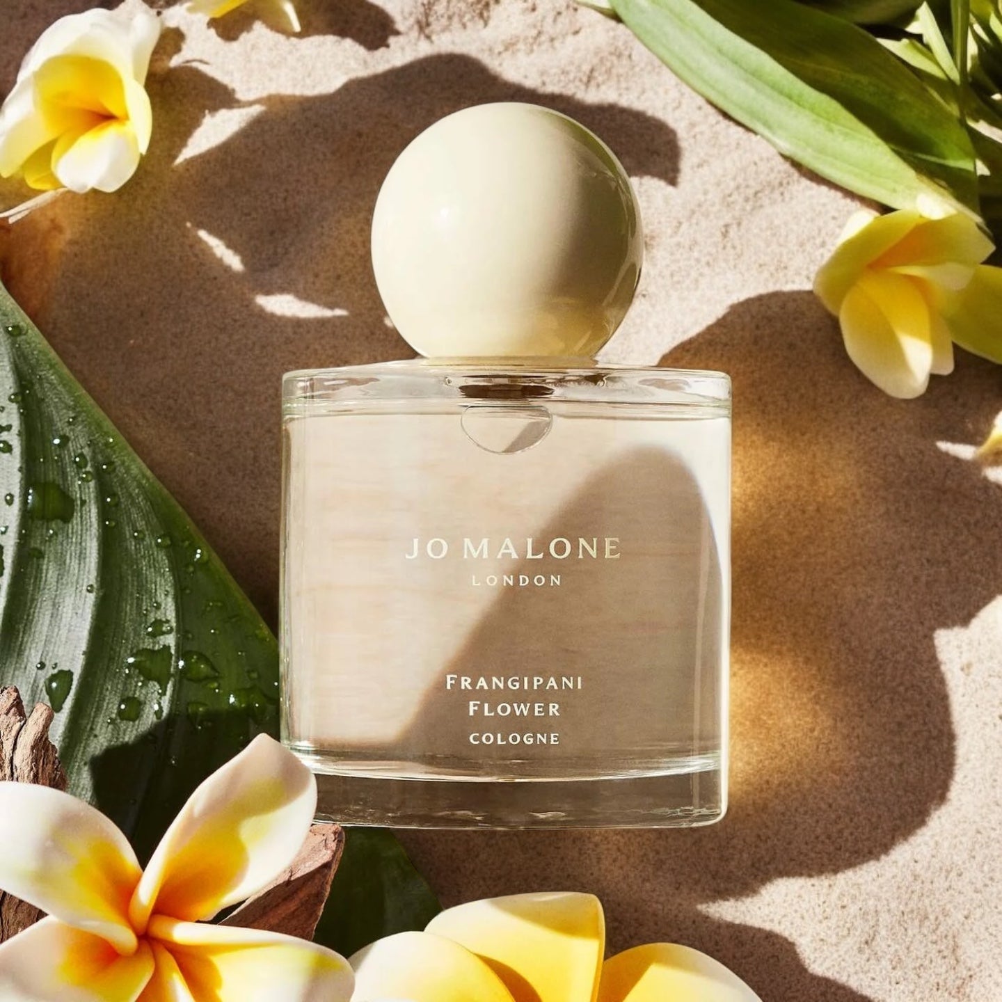Close-up of a sample of Frangipani Flower by Jo Malone, featuring solar floral notes with creamy sandalwood in a tropical-inspired scent for daily wear.