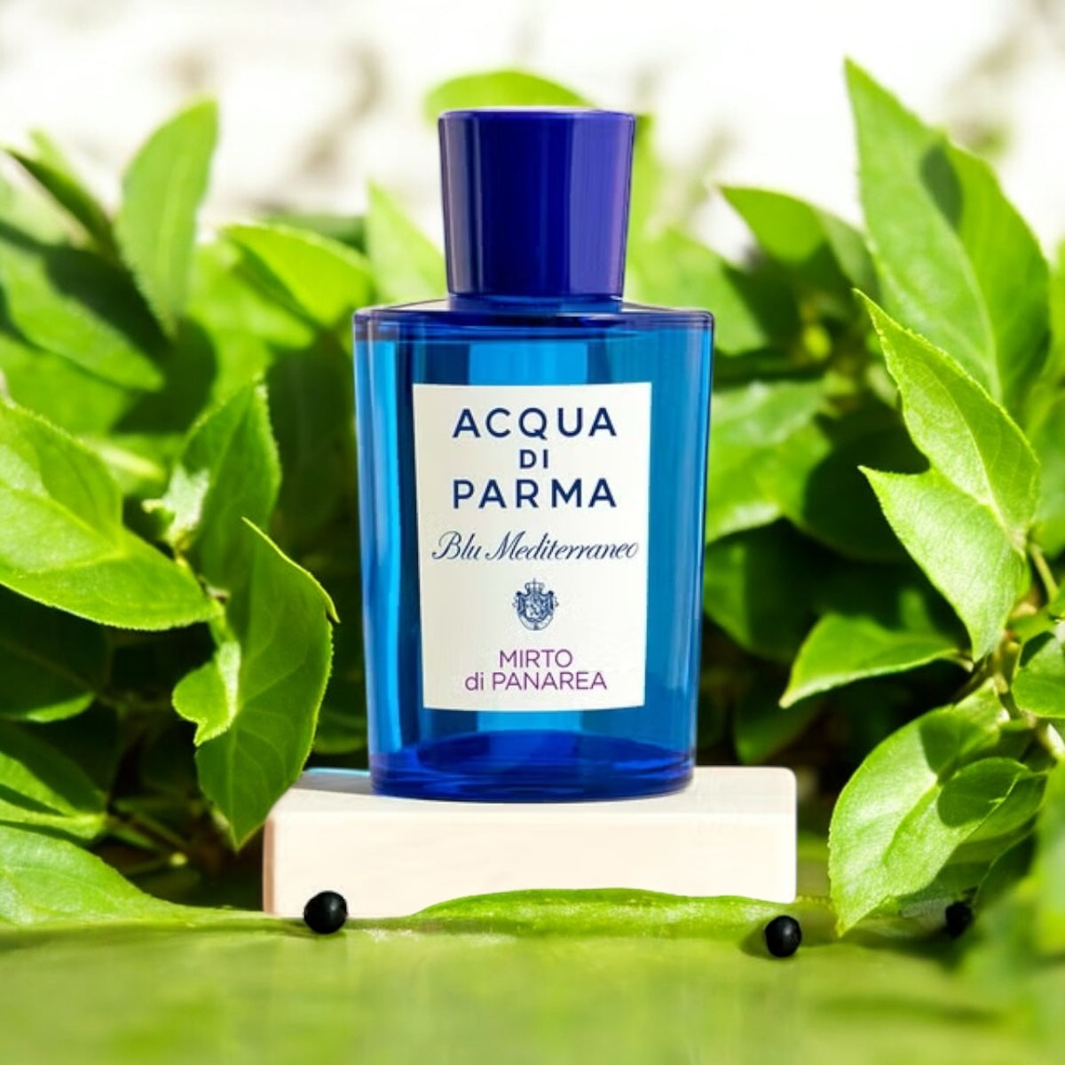 Close-up of Mirto di Panarea fragrance sample, capturing its Mediterranean freshness and aromatic herbaceous notes.